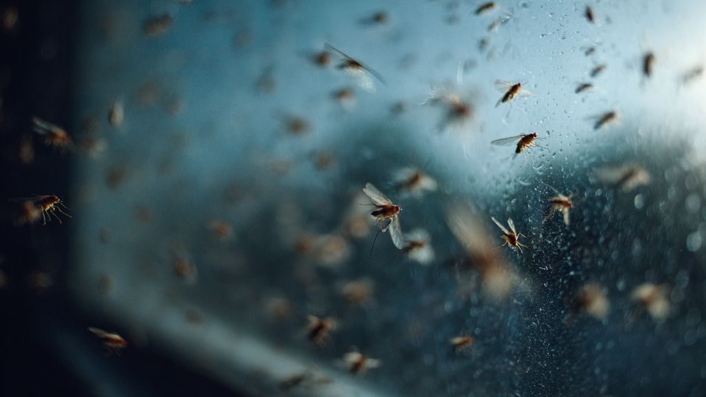 Comment reconnaître une invasion de mouches dans la maison